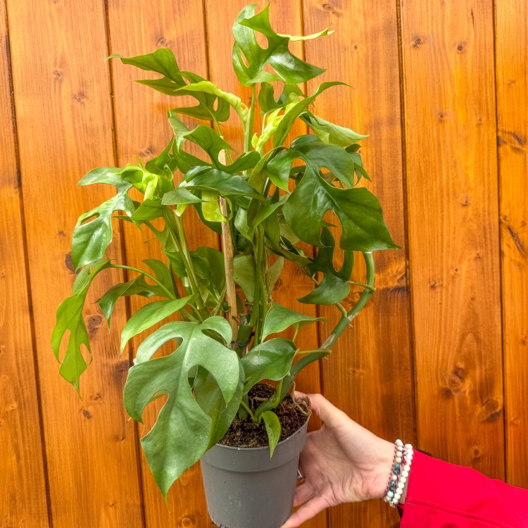 Monstera Minima (Rhaphidophora tetrasperma) - výška 35-40 cm, kont. C1,5L